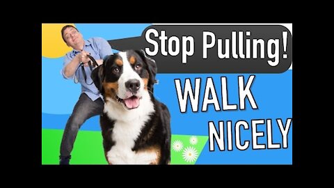 How to Teach your Dog to Walk on Leash