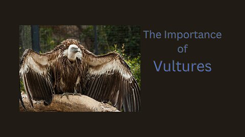 Importance of Vultures Unveiled
