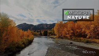 Relaxing Nature Video & Sound - Morning Sunrise Autumn River