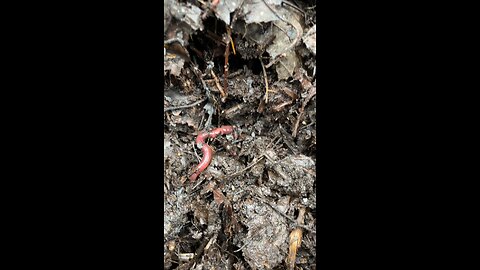 Worms mating in geobin compost pile