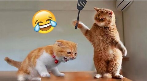 Funny animal video 2023 🤣 funniest cats and dogs 🐶 😺