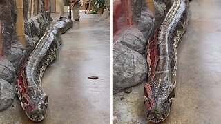 Giant Burmese python is a jaw-dropping 20 feet long!