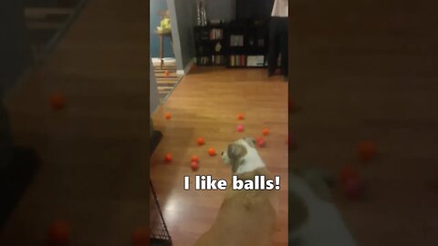 #shorts | Dogs New Years Ball Drop 2020 (Fail)