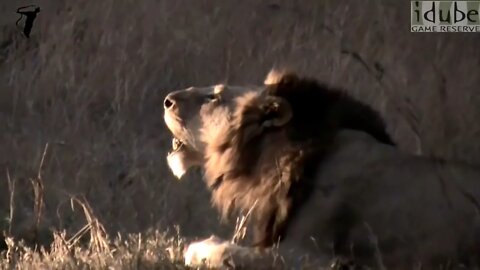 Roaring Lion (Mr.T/Mohawk Mapogo)