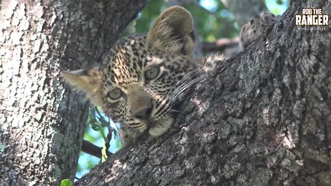 Scotia Female Leopard And Cub, Part 5