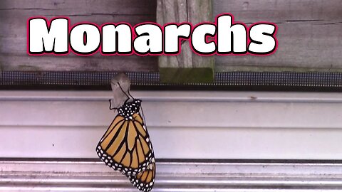 Monarch Butterflies And My Fall Garden! 🦋