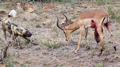 TOP WILD DOGS ATTACK AND EAT ALIVE IMPALA MOMENTS