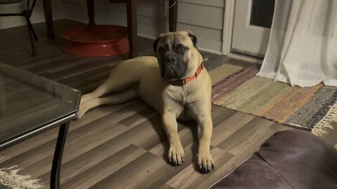 bull Mastiff Puppy