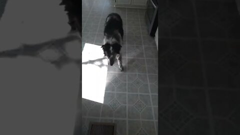 Border collie's solution to scary floor vent.