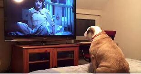 Bulldog watches horror movie, does something incredible during scary scene