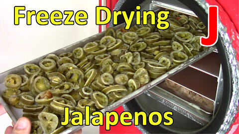 Freeze Drying Sliced Jalapenos