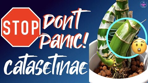 STOP! 🛑 Don't PANIC! Don't WATER! Catasetinae | This is NORMAL! 👍🏼 #maythefourthbewithyou