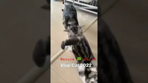 Viral Cat 2022 😱👈