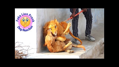 Fake Lion Prank Dog So Funny Can Not Stop Laugh Must Watch New Funny Prank Video 2021