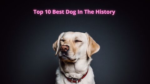 TOP 10 Most Best Dog Ever In History