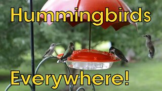 Hummingbirds Everywhere! Lots of Ruby Throated Hummingbirds Feeding August 2020