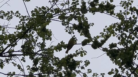 Oriole singing beautifully