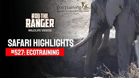 Safari Highlights #527: July 2019 | @EcoTraining TV | Latest Wildlife Sightings