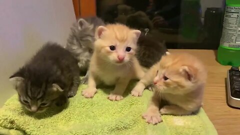 Mama Olives All 5 Kittens Together Yapping Away Being Wonderful I Hope You Enjoy As Much As I Do!