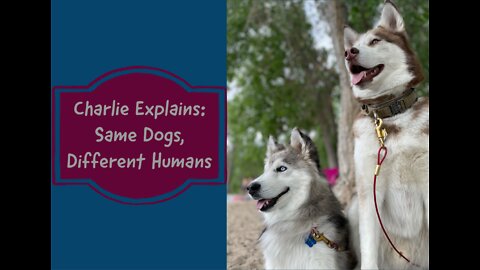 Charlie Explains - Same Dogs, Different Humans
