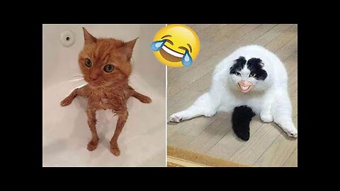 Funny animal videos 2023 - Funny cats-dogs