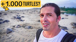 Over #1.000 SEA TURTLES on this beach?