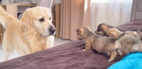 Golden Retriever Meets Puppies for the First Time