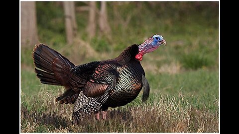 March of the Maine Wild Turkeys 🦃 #wildlife #turkey #maine