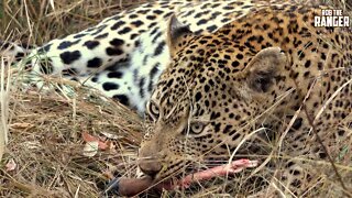 Male Leopard Finishing Breakfast (Introduced By BraaiBoy)