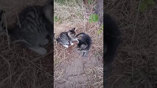 Kittens Observing a Big Dog Panting