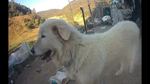 Livestock guardian on duty with free range birds.