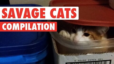 CATS BEING SAVAGE: Hilarious Compilation of Feline Attitude! 😼🔥