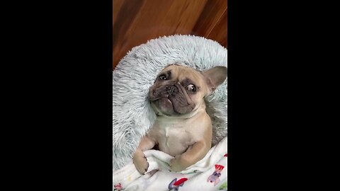 Am I Lazy Or Selectively Participating? | Mochi The French Bulldog