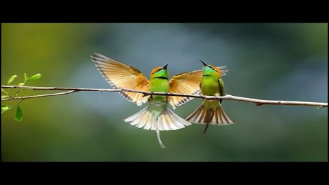 BIRD SONG - NATURE - SLEEP - RELAX - SLEEP EASILY