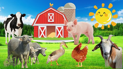 Learn the Sound of Animals Living on the Farm! Chicken! Duck! Cow! Goat! Buffalo! Pig!