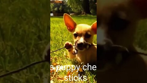 Cute puppy chewing sticks,#shorts,#puppy,#puppychew,#animallover,#doglover,#viral,#babydog,#doglove