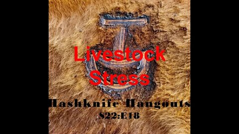 Livestock STRESS | Animal Husbandry | BEEF in the U.S (Hashknife Hangouts - S22:E18)