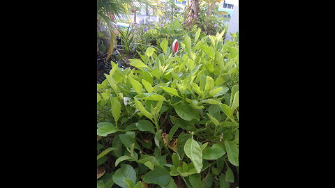 Longevity spinach is very easy to grow and propagate from clippings.
