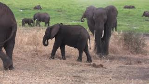 Elephant Trunks