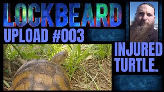 UPLOAD #003. Injured Turtle.