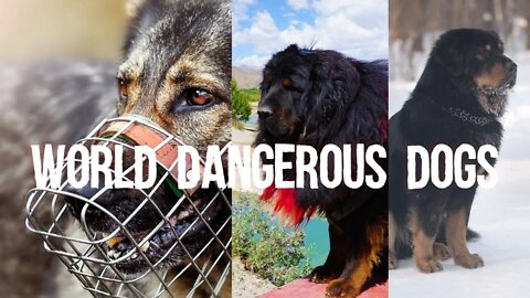 Dangerous dogs, Funny cute pets lovers, #dangerous #dog #tibetan #tibetanmastiff #biggestdogs