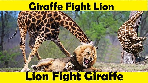 Lion Vs Giraffe Fight. Lion Attack Giraffe. (Tutorial Video )