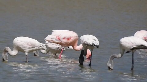 10,000 Flamingo Lake | Ethiopia