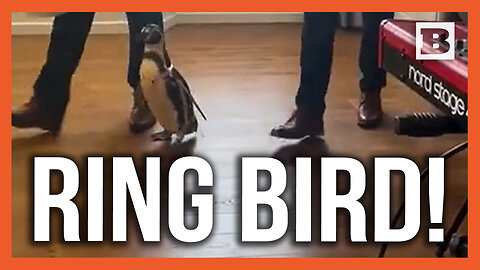 Dressed for Occasion! Groom Surprises Penguin-Loving Bride with Ring Bird