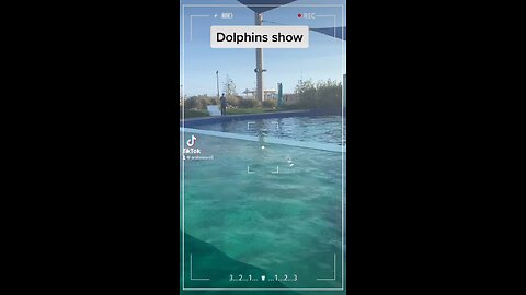 Dolphin shows