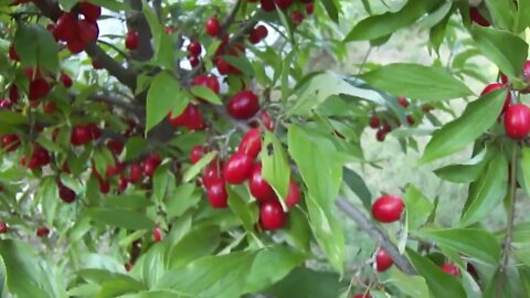 Cornus mas : Fruit size in grafted variety.