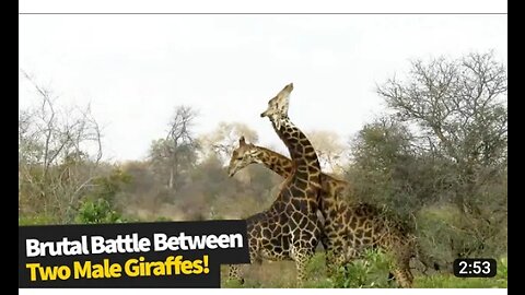 Giraffe bull knocks out opponent with heavy blow to the head