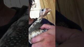 Cutest baby guinea fowl