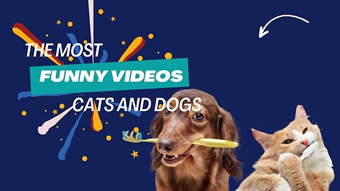 Funny cats and dogs in funny animal videos 2024 🤣 - 😂 Funny Animals: Part 9