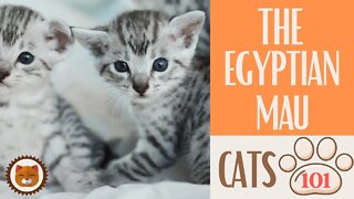 🐱 Cats 101 🐱 EGYPTIAN MAU CAT - Top Cat Facts about the EGYPTIAN MAU